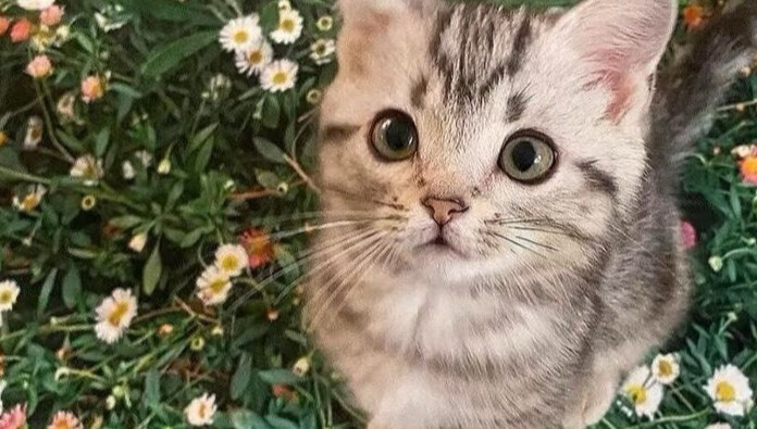 “Don’t you think cat lovers all have a gentle universe hidden inside their hearts?”