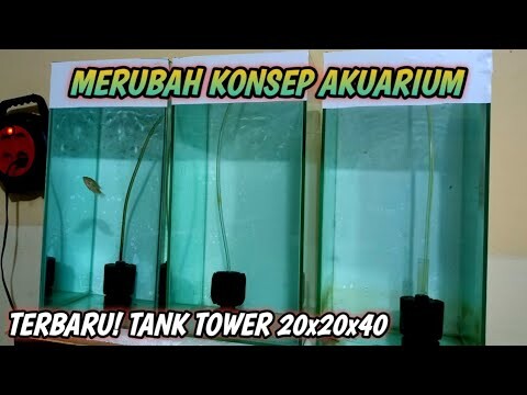 Konsep Akuarium Progress Louhan Terbaru, Harga cuma 40 ribuan