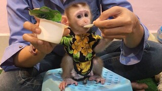 Only yogurt time can make monkey Mino stay still