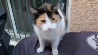 عندما تصبح على وفاق مع قطة مشردة، قد تحصل على صغير لطيف يركض نحوك ويصدر أصوات "مياو" عالية بشكل طريف