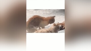 Em cũng muốn được yêu thương mèo cute foryou