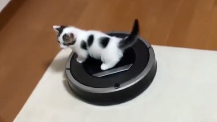 [Hewan] Momen lucu seekor kucing berkelahi dengan robot pel lantai