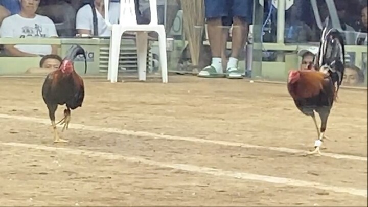 2ND ENTRY, 2ND FIGHT 3STAG DERBY ELIMINATION. LEONIDAS VS GARGAMEL MMIX 110K PARADA #SABONG WPC