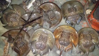 Theo cha đi biển đánh bắt hải sản về luộc ăn cơm nguội | Ngư Dân Miền Tây