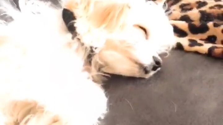Give This Sweet Dog a Forever Home ❤️