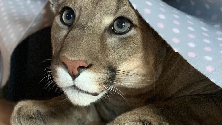 Puma Messi Understands Human Language and Responds!