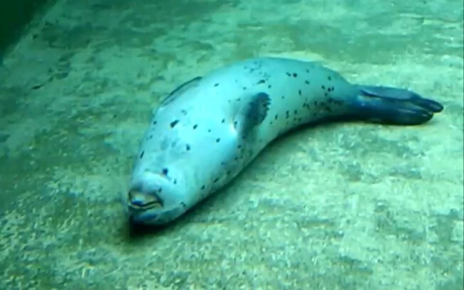 Ternyata beginilah cara anjing laut tidur, tiba-tiba seperti seekor ikan mati.
