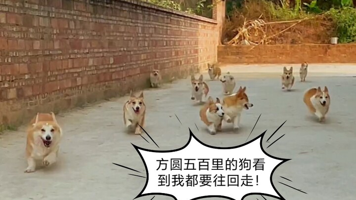 Trong đàn corgi này, ai là thủ lĩnh?!