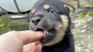 I can't help but go find the puppy to play with