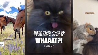 假如动物会说话‼️