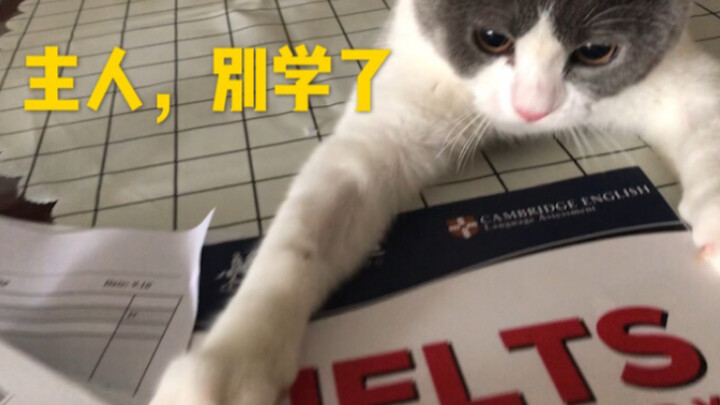 When a Cat Has Absolutely No Intention of Letting You Do Your Homework