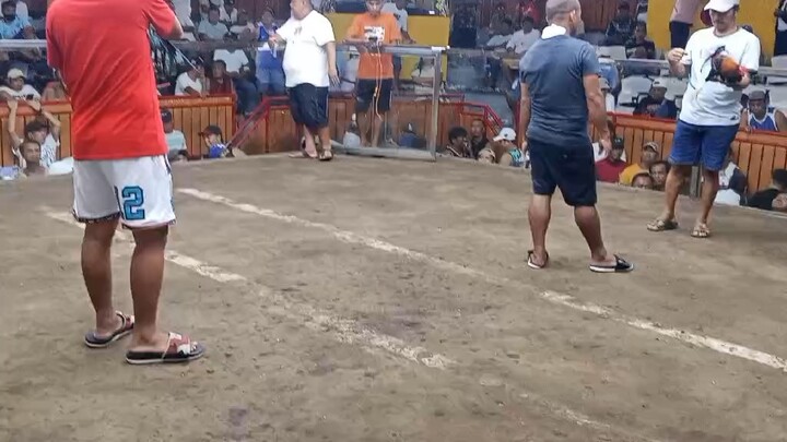 3 hits , Sept 5 2026, Candelaria Quezon. EL gama grey x black henie, Hiraw, 1st fight Win 🥇