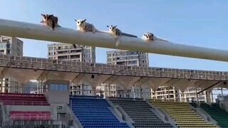 Cuối cùng, không ai lật ngược lại