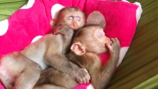 In Hammock sleeping, Mino and Coconut monkeys