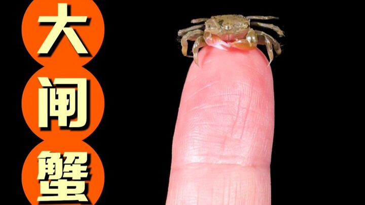 These hairy crabs are huge—there’s just no way I can finish them all!