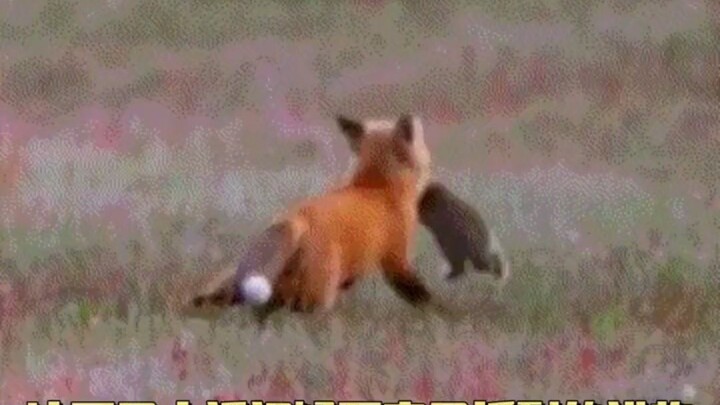 Ini mangsa yang susah-susah si rubah kecil dapatkan!