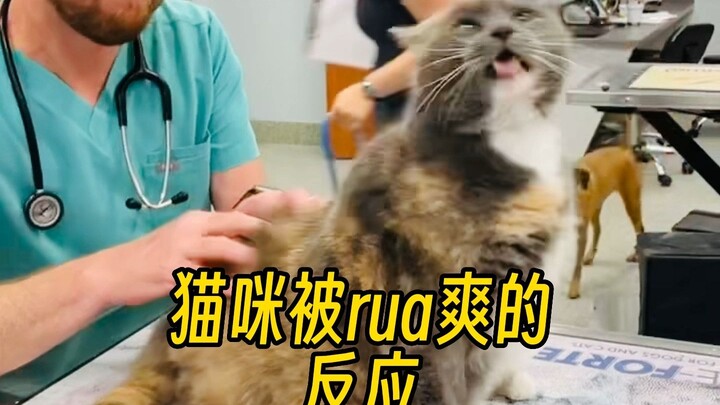 Jangan sampai kamu mengelus kucing terlalu puas, kalau tidak...