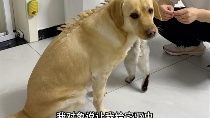 It is much more convenient to drive the dog out like this.