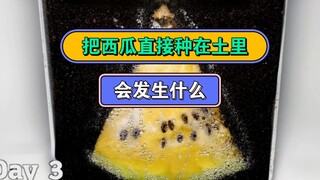 ماذا يحدث لو قطّعتَ بطيخةً إلى شرائح وزرعتها مباشرةً في التربة؟ لا تزرعها هكذا أبدًا، وإلا ستنمو هكذ