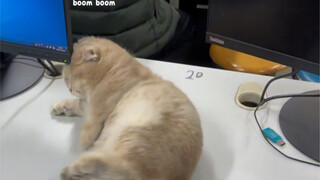 What happens if a kitten sleeps in class?