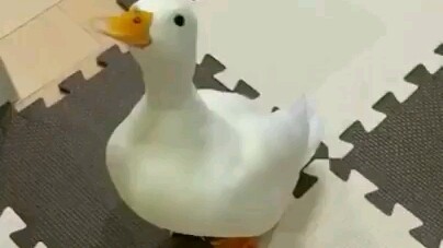 Vịt vịt ăn rau rau