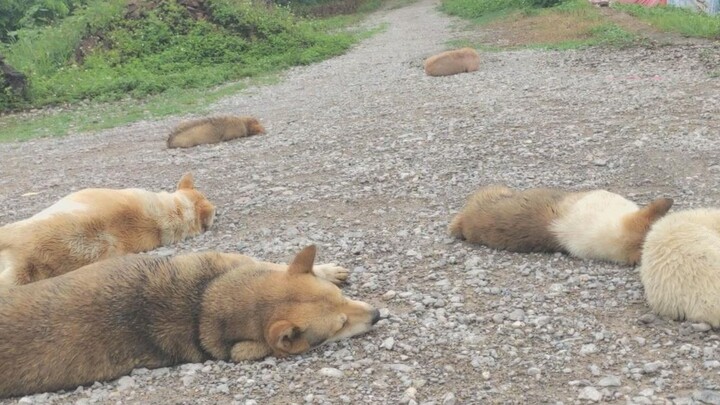 When these six dogs slept at the entrance of the village, not only the dogs dared not pass through, 