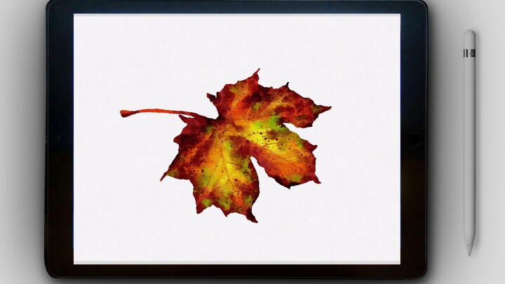 [Procreate Watercolor] Learn to draw maple leaves on iPad with zero basics