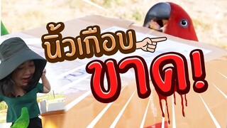 กล่องสุ่มนกแก้ว 1,000บาท! Ep.225