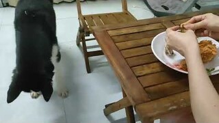 Husky a Ngáo đu trend làm mukbang || husky make eating videos #husky #ngáohusky #thucung #pet