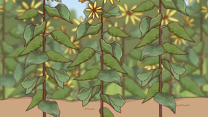 Makanan yang tinggal diolah sedikit saja sudah bisa dimakan, kok bisa meluas sampai mengakibatkan be