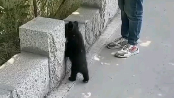 Beruang hitam kecil itu memandangi orang dewasa bekerja layaknya seorang anak kecil