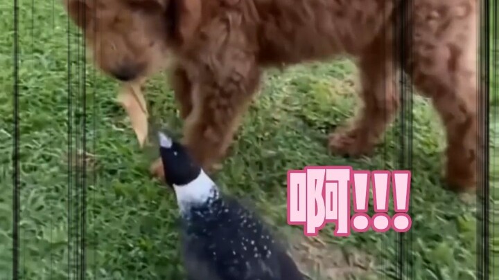 Hãy đến quyết đấu với ta!