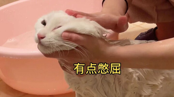 Bahkan kucing kecil yang paling anggun pun bisa langsung berubah jadi anjing kampung saat dimandikan