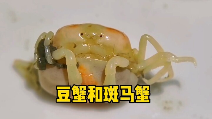 سرطان الفاصوليا وسرطان الحمار الوحشي