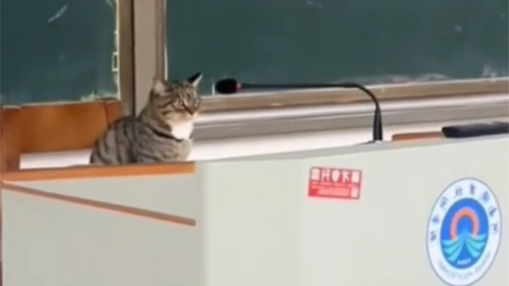 แมวน้อยในห้องเรียน