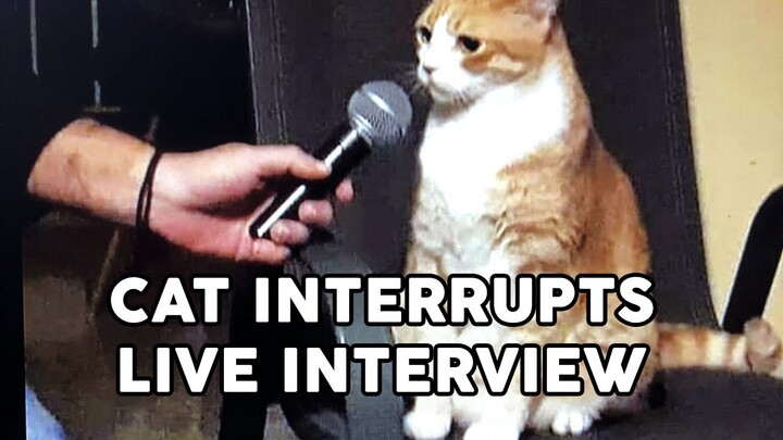 Funny Cat Interrupts Interviews