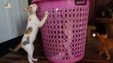 Cute kitten unboxing cat in the basket
