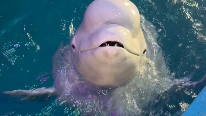 Xiao Hei begitu cling, langsung mulai mengeong begitu aku pergi.