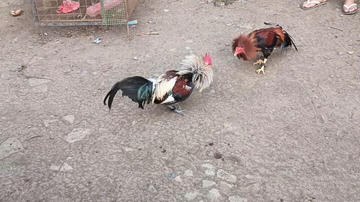 first spar.. melsims grey 6mth old vs pumpkin 17 mth old 1x win putol daliri ,bali paa.