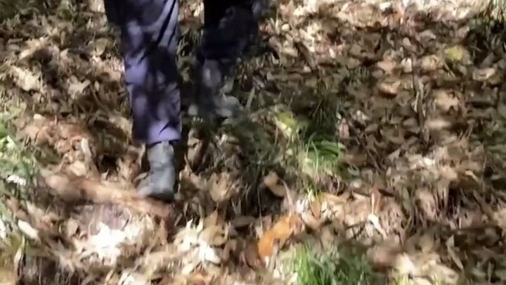 Yunnan border police stumble upon a nest of chicken-of-the-woods mushrooms during patrol — netizens: