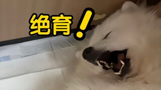 男儿有泪不轻弹，但狗狗我啊，已经不是男儿了