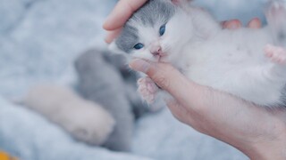 Mèo con dễ thương #1