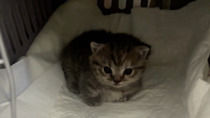 About the kitten I bought for 20 yuan—once we got home, it just kept licking my hand.