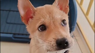 Ketika anak anjing makan nasi, nasi juga akan tersangkut di giginya, sama seperti saat saya masih ke