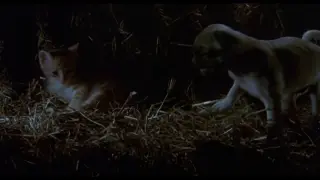 ดูหนังออนไลน์ The Adventures of Milo and Otis (1986) แมวจ๋าหมาอยู่นี่ ดูซี่รี่ย์