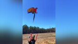 Zoro with a little yeet action strawhatparrots freeflight macaw fyp birdtok rio onepiece