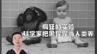 如果把黑猩猩当人一样养大会怎么样？