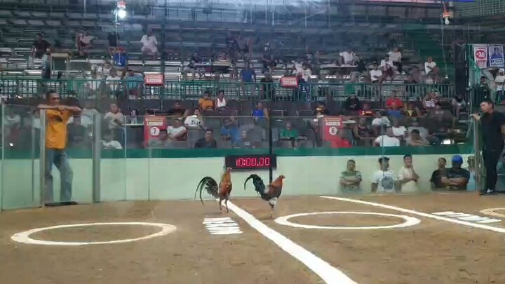 bulik texas asil 2x winner Devry Pampanga