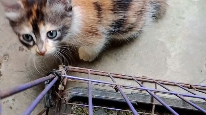 belajar panjat tebing kaka