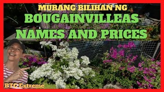 BOUGAINVILLEAS AND HOUSE PLANTS| Names and Prices | Nanay Litas Garden